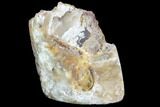 Agatized Fossil Coral Geode - Florida #90209-2
